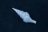 藏品(臺灣捲管螺)的圖片